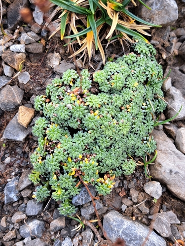 Blue Saxifrage