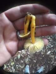 Hygrocybe fuscoaurantiaca
