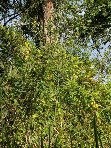 common jewelweed