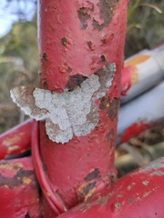 Pingasa ruginaria pacifica