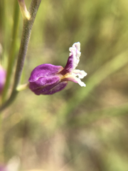 Streptanthus glandulosus glandulosus