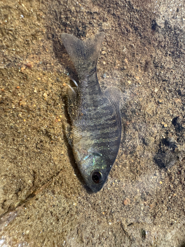 Bluegill