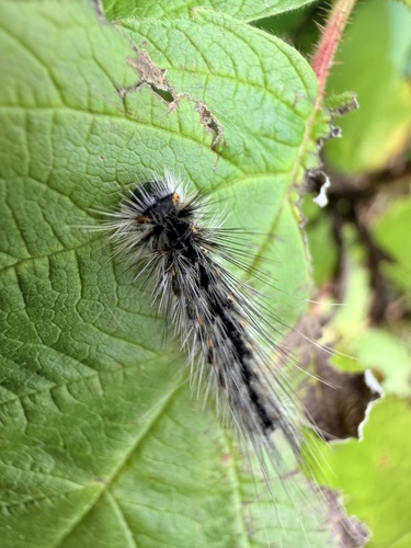 Fall Webworm Moth