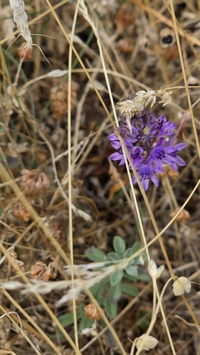 Autumn Squill