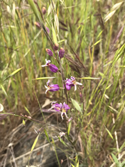 Streptanthus glandulosus glandulosus
