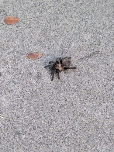 Texas Brown Tarantula