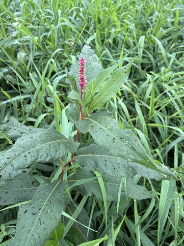 water smartweed