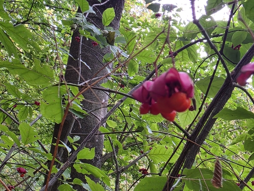 Large-leaved Spindle