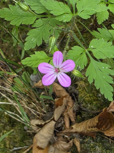 Herb Robert