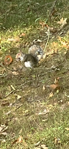Eastern Gray Squirrel
