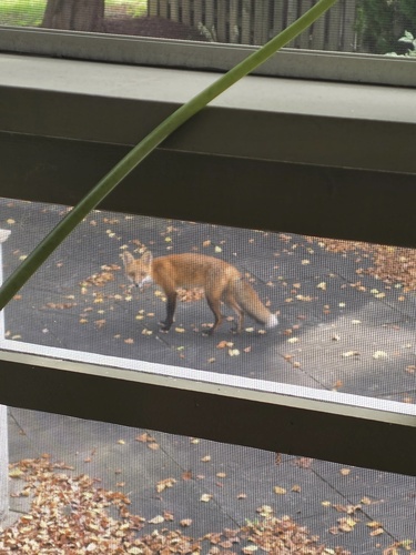 Red Fox