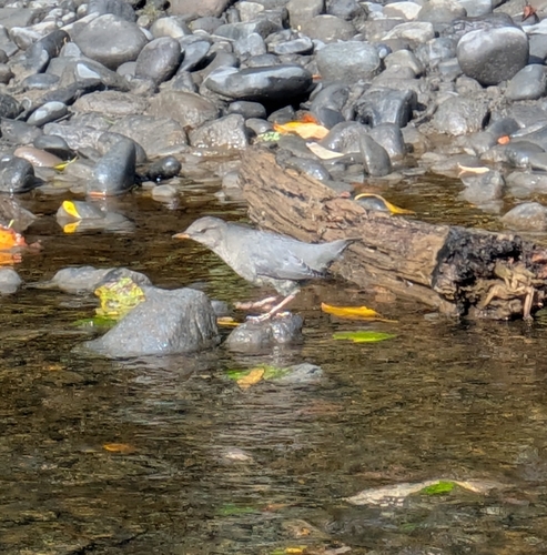 American Dipper