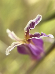 Streptanthus glandulosus glandulosus