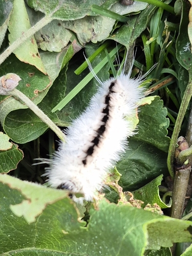 Hickory Tussock Moth