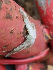 Pingasa ruginaria pacifica