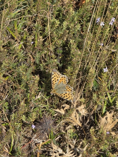 Queen of Spain Fritillary