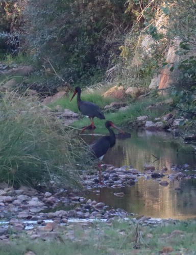Black Stork