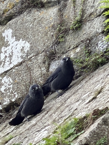 Eurasian Jackdaw