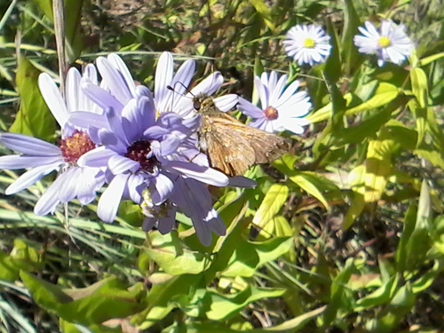 Leonard's Skipper