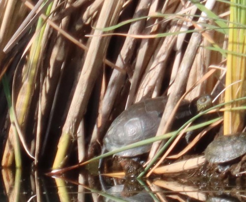 European Pond Turtle