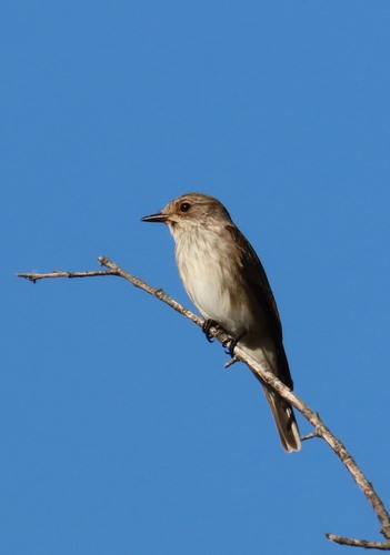 Spotted Flycatcher