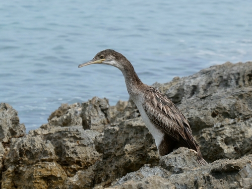Mediterranean Shag