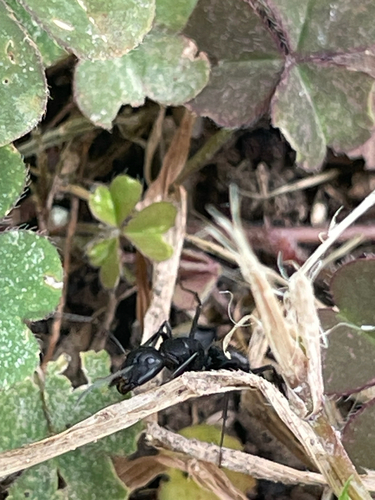 Japanese Carpenter Ant
