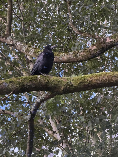 Rook