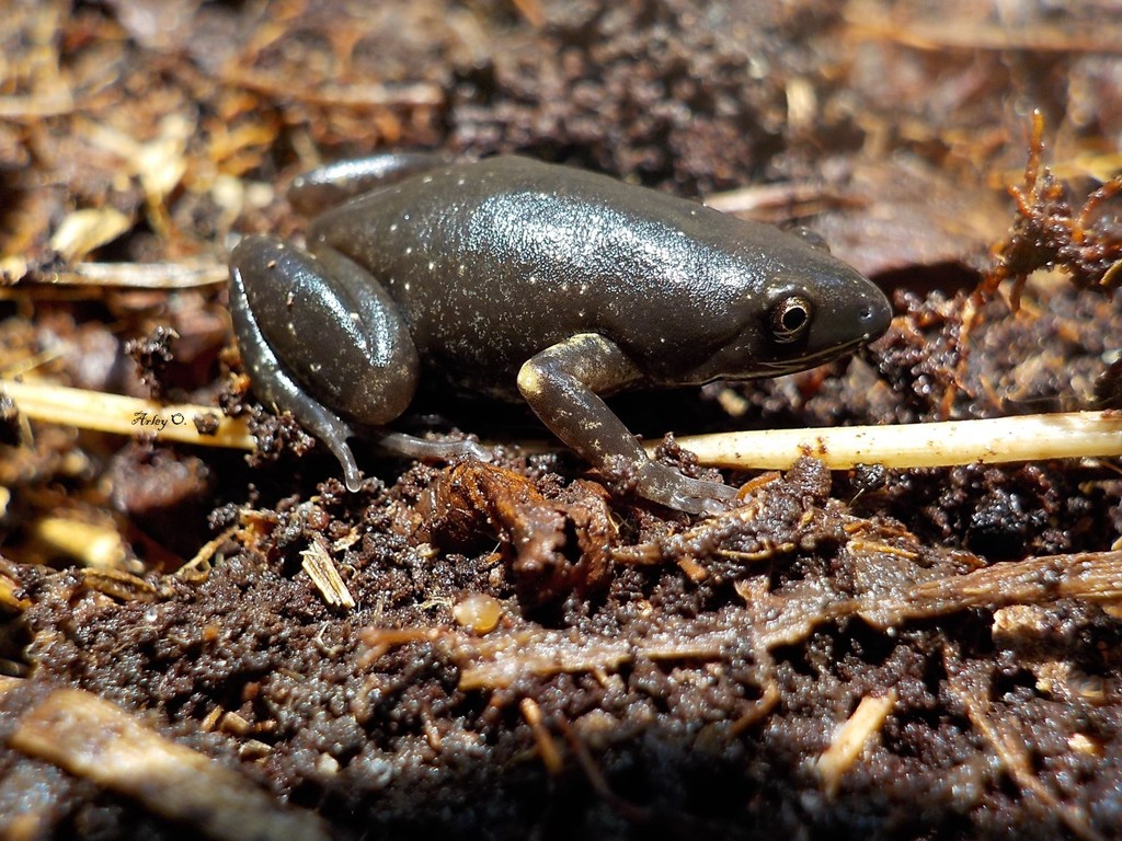 Dotted Humming Frog