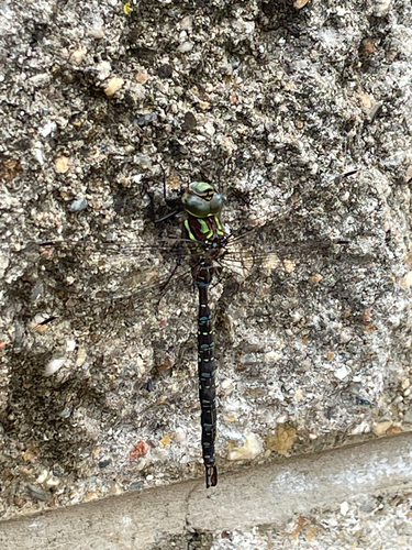 Shadow Darner
