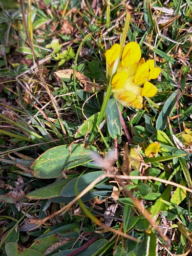 Common Kidney-Vetch