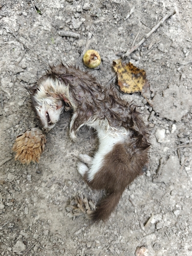 Least Weasel