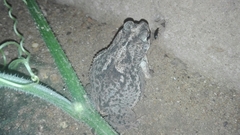 Rhinella humboldti