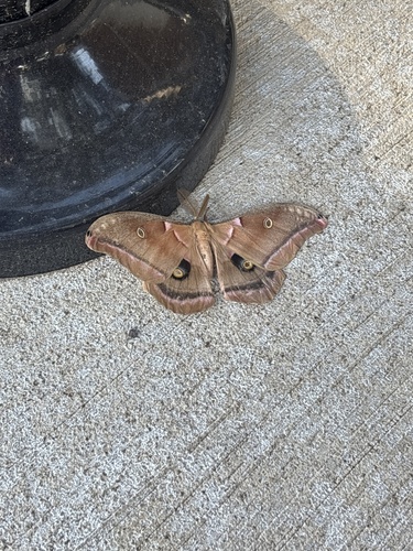 Polyphemus Moth