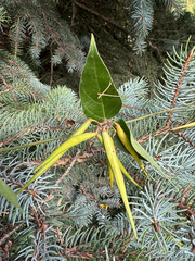 author not stated, no rights reserved Vincetoxicum rossicum, photograph author not stated, no rights reserved