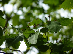 Crataegus coccinea