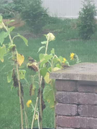 American Goldfinch