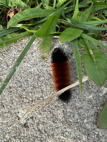 Isabella Tiger Moth