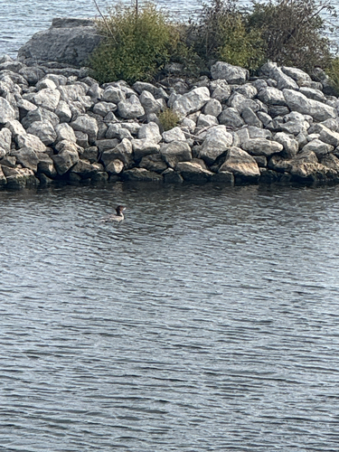 Common Merganser