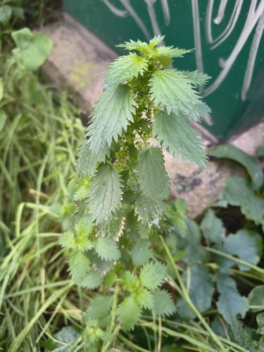 Urtica urens, photograph 3