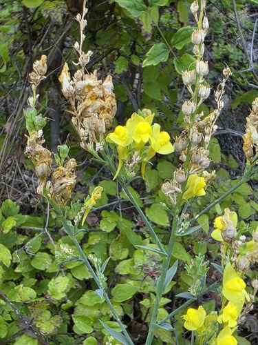 Broomleaf Toadflax