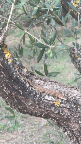 Italian Wall Lizard