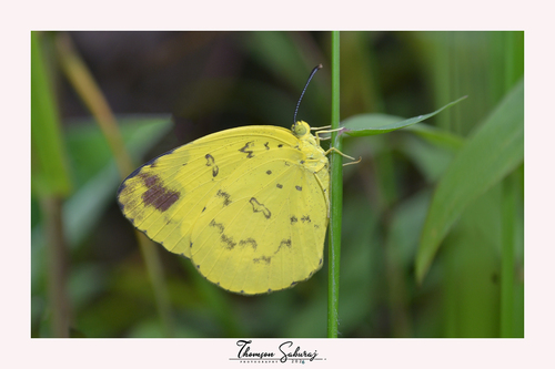Three-spotted Grass Yellow