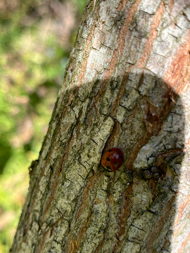 Seven-spotted Lady Beetle