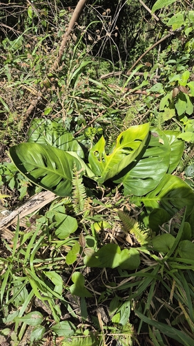 Swiss cheese-plant
