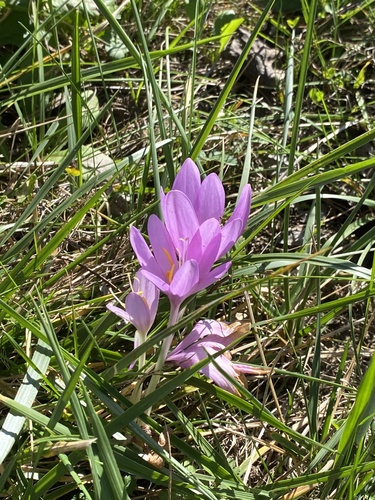 Autumn Crocus