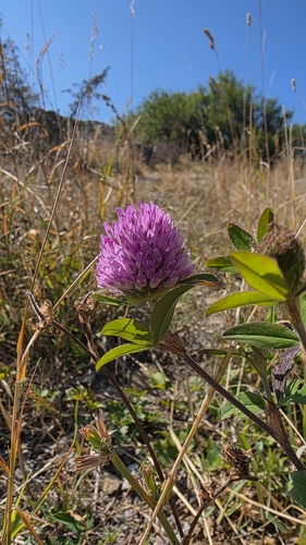 Red Clover