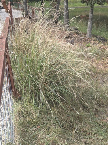 Vasey Grass