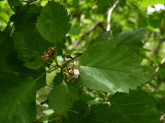 Crataegus coccinea