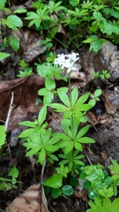 Galium odoratum